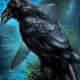 crow raven